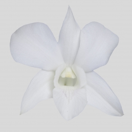 DENDROBIUM WHITE GALAXY