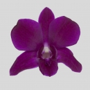 ORCHIDEE - DENDROBIUM MAROON