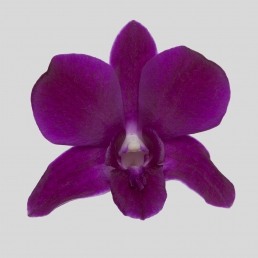 DENDROBIUM MAROON