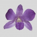 ORCHIDEE - DENDROBIUM BLUE OCEAN