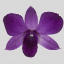 ORCHIDEE - DENDROBIUM VIOLA