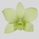 ORCHIDEE - DENDROBIUM GREENWICH