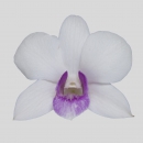 ORCHIDEE - DENDROBIUM CHARMING WHITE