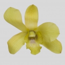 ORCHIDEE - DENDROBIUM FATIMA