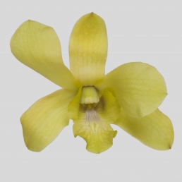 DENDROBIUM FATIMA