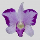 ORCHIDS - DENDROBIUM DRAGON