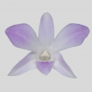 ORCHIDEE - DENDROBIUM MISSTEEN