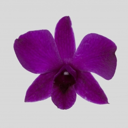 DENDROBIUM MADAME POMPADUR