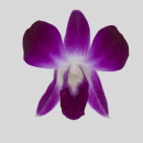 ORCHIDEE - DENDROBIUM SONIA