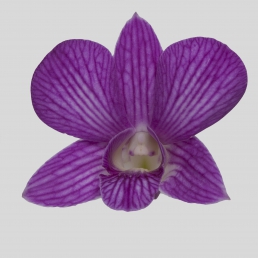 DENDROBIUM VALERY