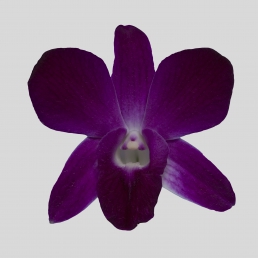 DENDROBIUM DARK RUBY