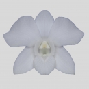 ORCHIDEE - DENDROBIUM NEW WHITE