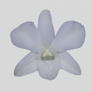 ORCHIDEE - DENDROBIUM SNOW WHITE