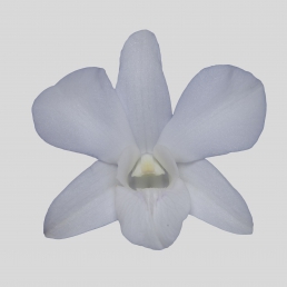 DENDROBIUM SNOW WHITE