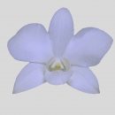 ORCHIDEE - DENDROBIUM EXTRA WHITE