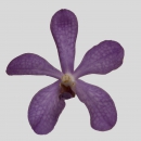 ORCHIDEE - MOKARA BLUE