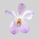 ORCHIDEE - MOKARA TAGO CHRISTINE