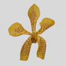 ORCHIDEE - MOKARA GOLD