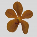 ORCHIDEE - MOKARA ORANGE