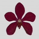 ORCHIDEE - MOKARA  RED