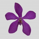 ORCHIDEE - MOKARA CALYPSO