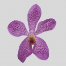 ORCHIDEE - MOKARA  PINK