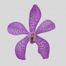 ORCHIDEE - MOKARA  ROYAL SAPHIRE