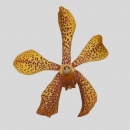 ORCHIDEE - MOKARA  PUNNY