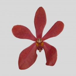 MOKARA RED CHRISTAL