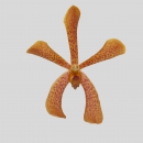 ORCHIDEE - MOKARA TANGERINE
