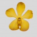 ORCHIDEE - MOKARA YELLOW CHAOPAYA