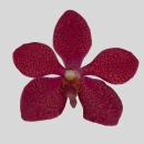 ORCHIDEE - MOKARA RED RUBY