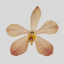 ORCHIDEE - MOKARA YELLOW TERESA