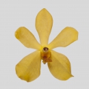ORCHIDEE - MOKARA YELLOW KITTY