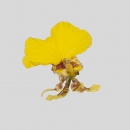 ORCHIDEE - ONCIDIUM GROWER RAMSAY