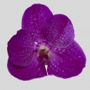 ORCHIDEE - VANDORA ANEK