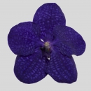 ORCHIDEE - VANDORA DARK BLUE