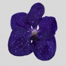 ORCHIDEE - VANDORA BLUE