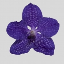 ORCHIDEE - VANDORA LIGHT BLUE