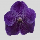 ORCHIDEE - VANDORA PURPLE