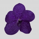 ORCHIDEE - VANDORA VANDA