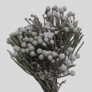 CAPEGREEN - BRUNIA